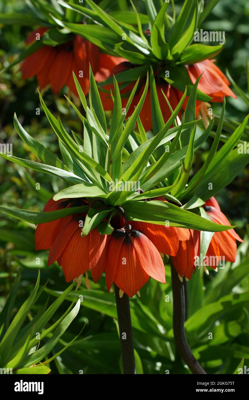 Fritillaria imperialis (Krone kaiserlich, kaiserliche Fritillary oder Kaiserkrone) ist eine Art blühender Pflanze in der Lilienfamilie. Vertikales Foto. Stockfoto