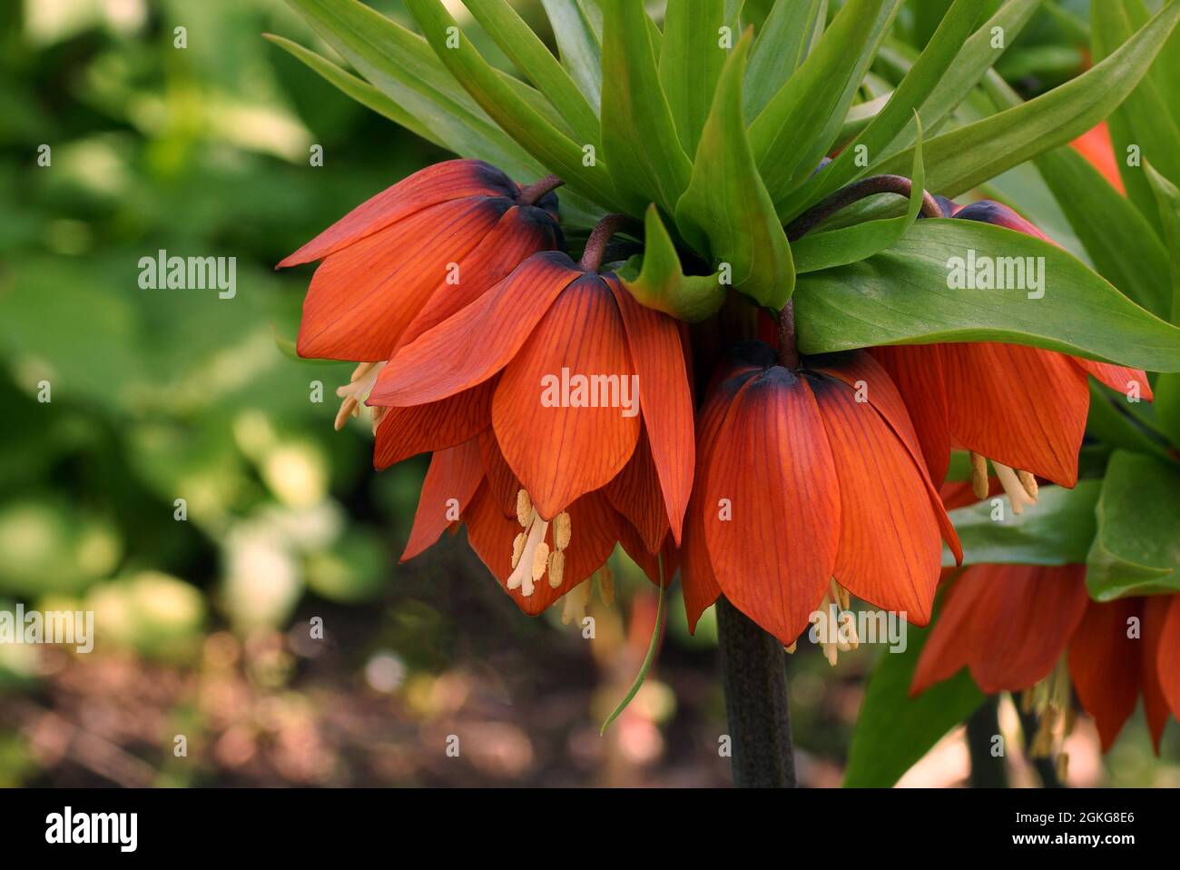 Blühende Pflanze Fritillaria imperialis aus nächster Nähe. Fritillaria imperialis (Krone kaiserlich, kaiserlich fritillary oder Kaiserkrone) Stockfoto