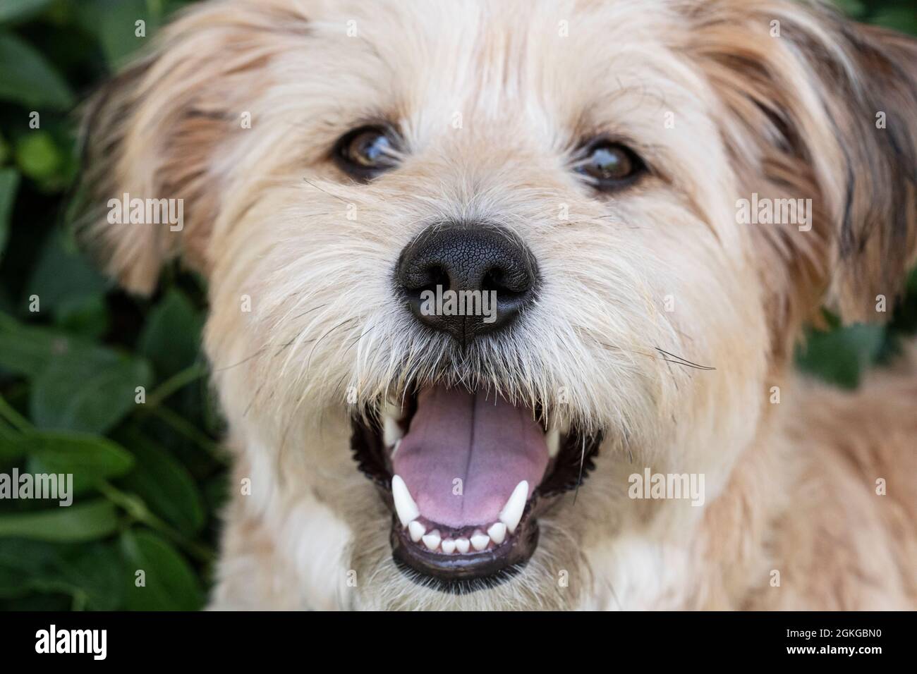Mischlingshund, Blick auf die Kamera Stockfoto