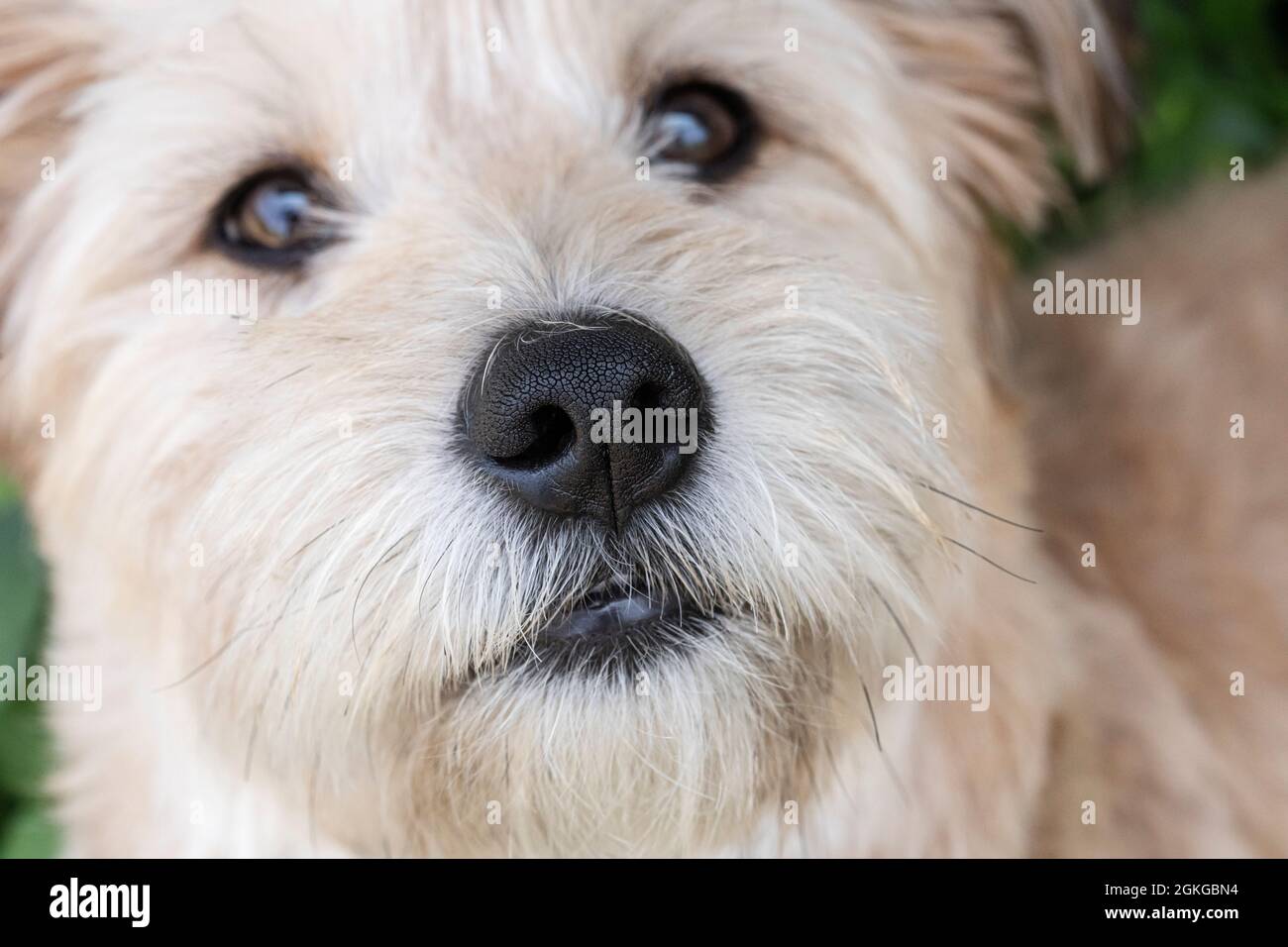 Mischlingshund, Nahaufnahme der Nase Stockfoto