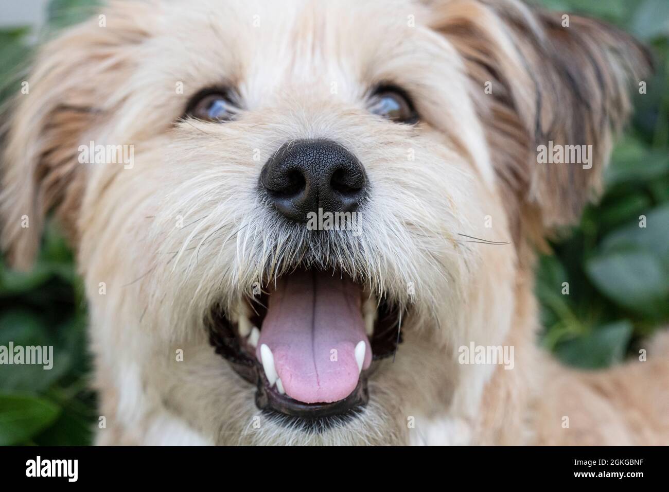 Mischlingshund, Nahaufnahme der Nase. Stockfoto