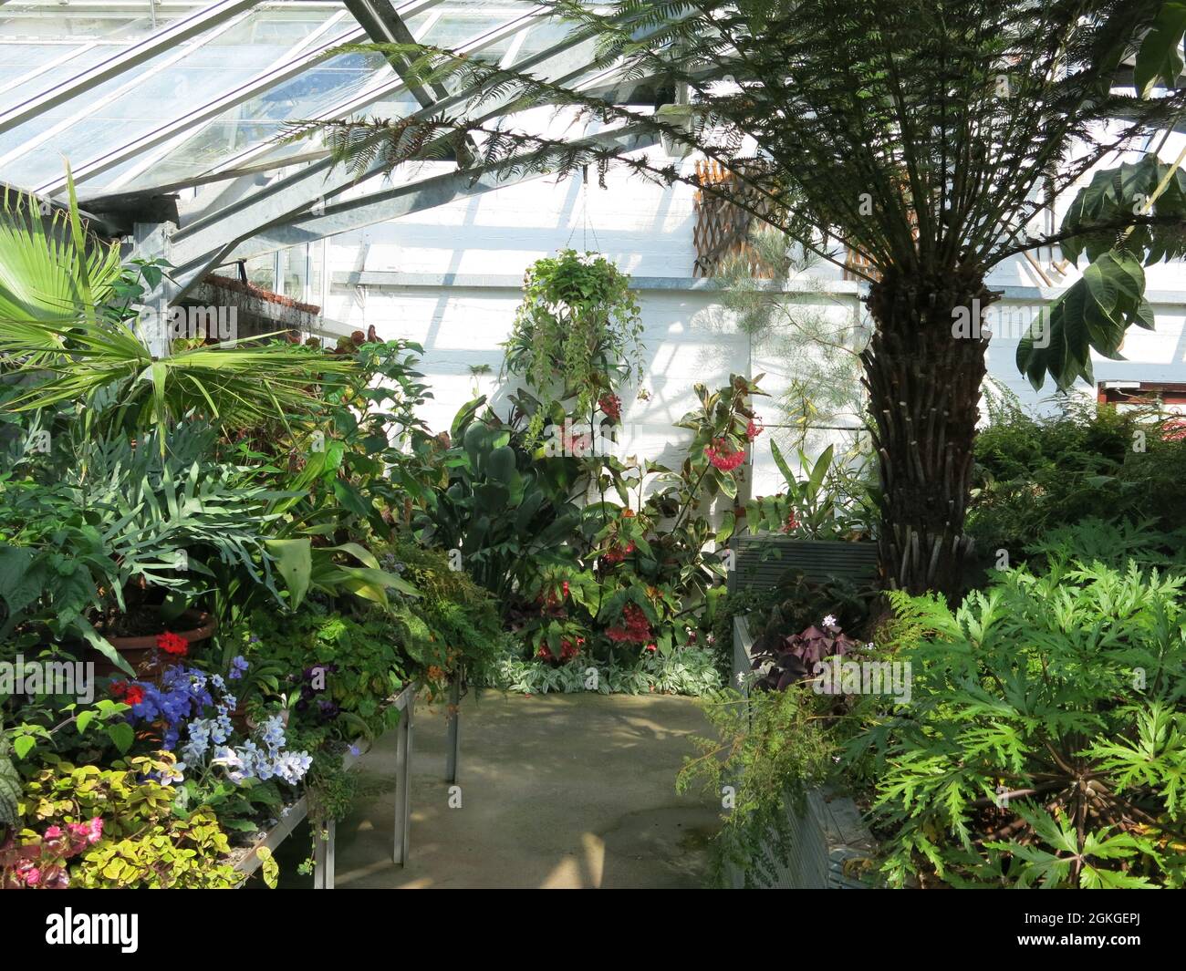Threave Garden & Estate ist ein Anwesen des National Trust for Scotland mit Gärten, zu denen botanische Gewächshäuser mit einem feinen Exemplar von Baumfarn gehören. Stockfoto
