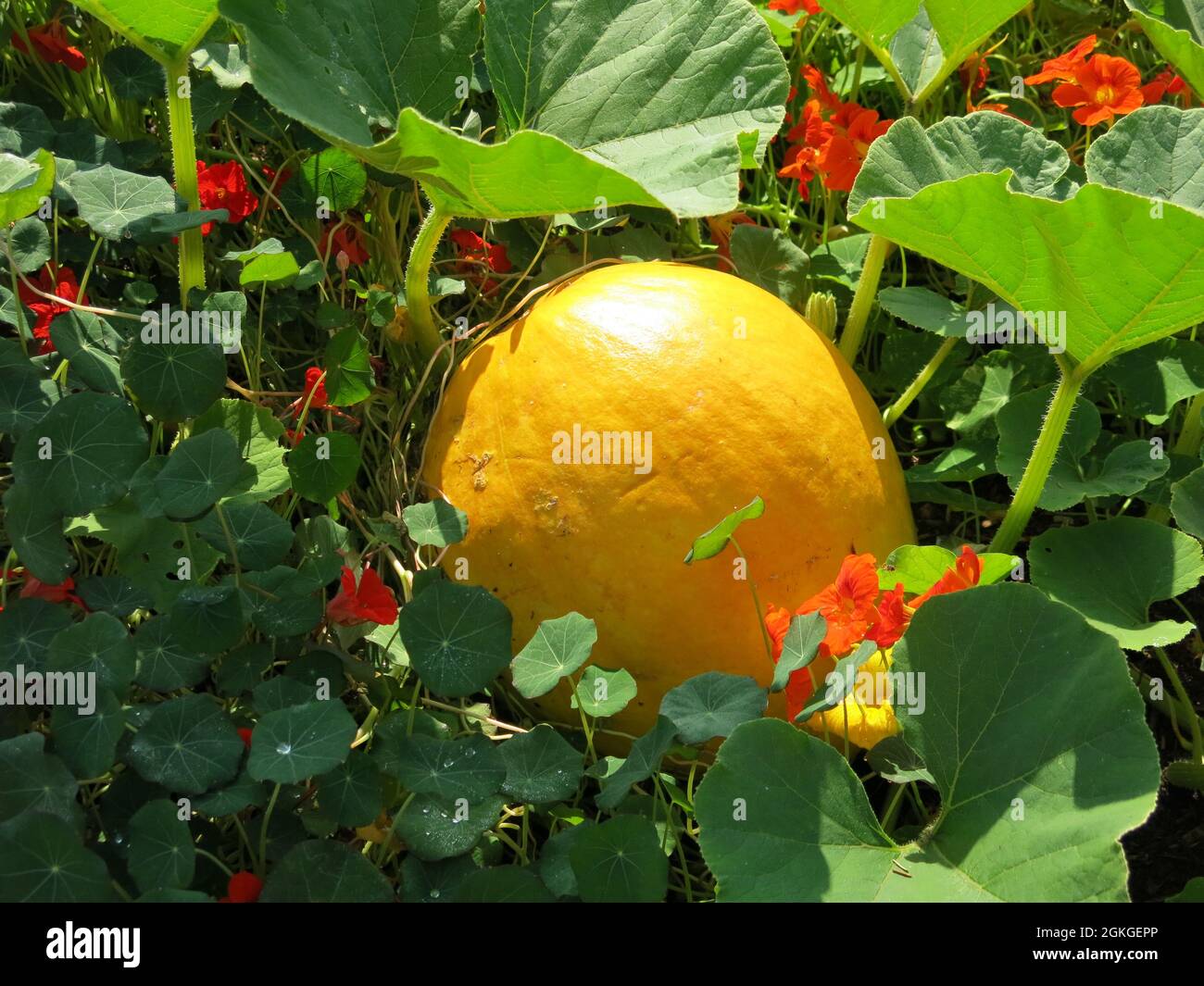 Ein großer runder Kürbis mit goldenem Glanz, der unter Kapuzinerkresse auf einem sonnigen Gemüsegrundstück in Schottland wächst. Stockfoto
