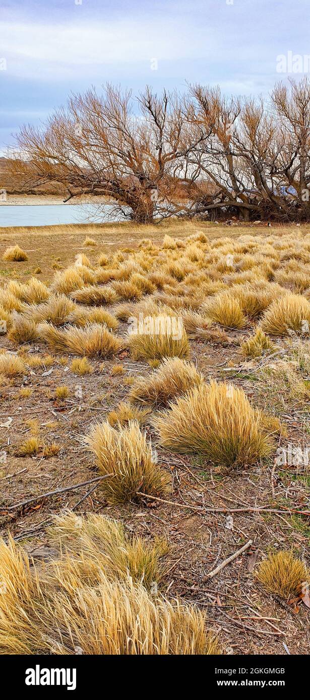 Die vertikale Aufnahme zeigt die Natur eines Ortes, gelbe Kräuter wachsen auf einem Feld unter einem bewölkten Himmel Stockfoto