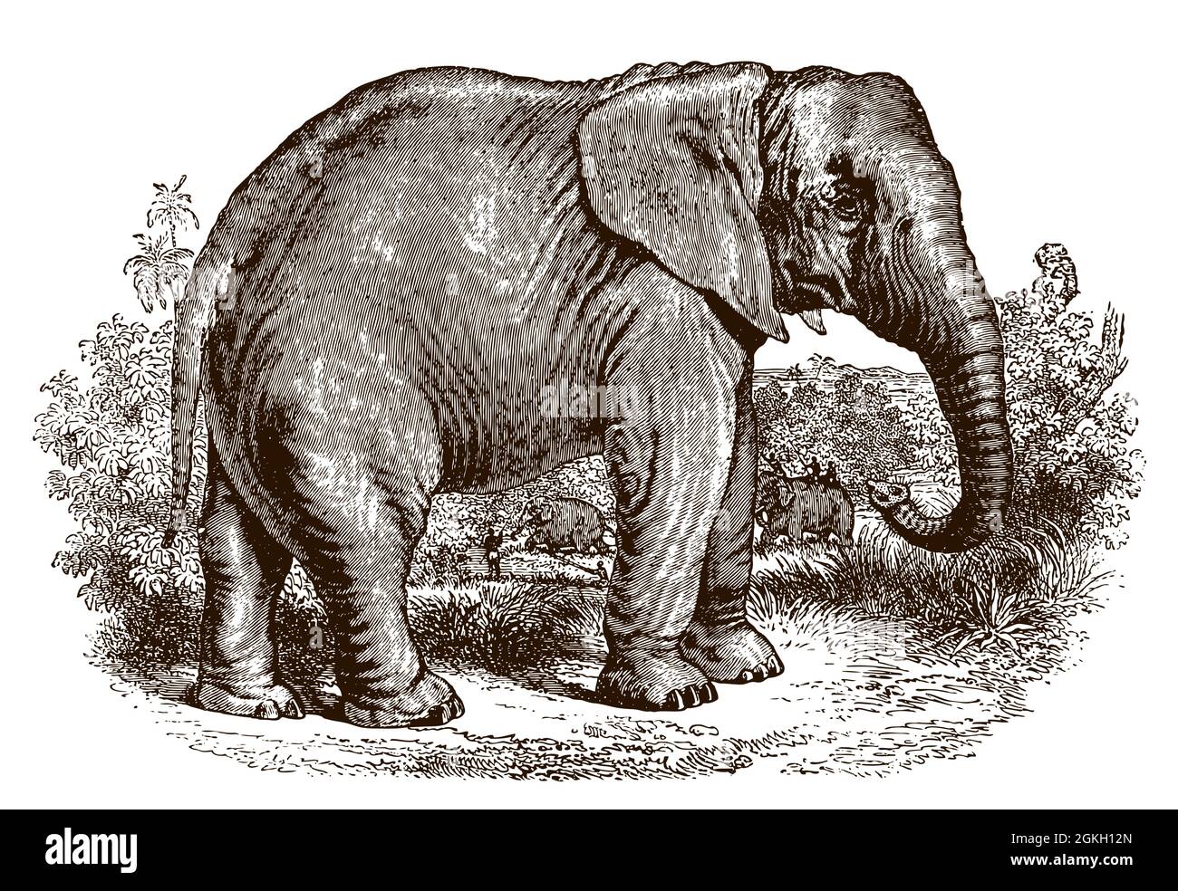 Bedrohter afrikanischer Elefant in Seitenansicht, stehend in einer grasbewachsenen Landschaft mit Bäumen. Illustration nach antikem Stich aus dem 19. Jahrhundert Stock Vektor