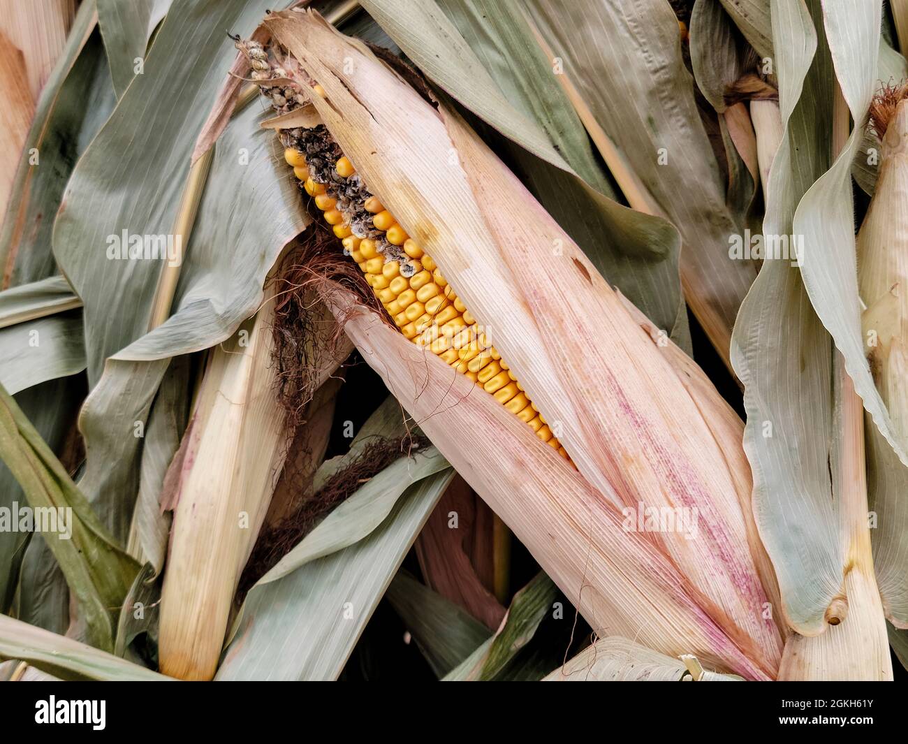 Nahaufnahme von getrocknetem Mais auf dem Maiskolben im Pflanzenblatt Stockfoto