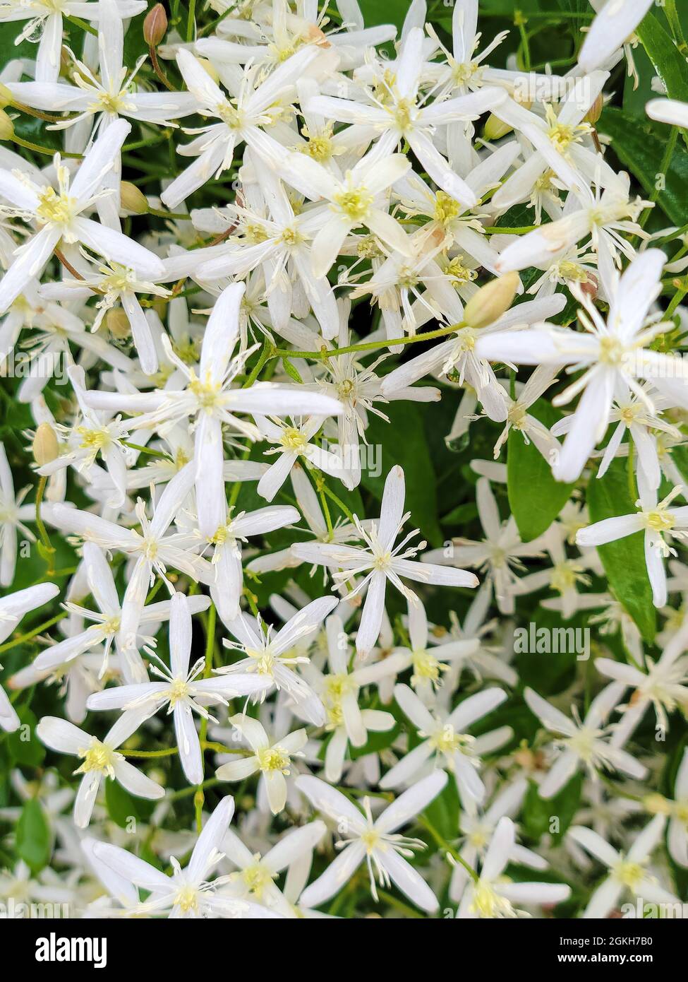 Nahaufnahme der Clematis-Blume eines weißen Sterns auf einer Weinrebe Stockfoto
