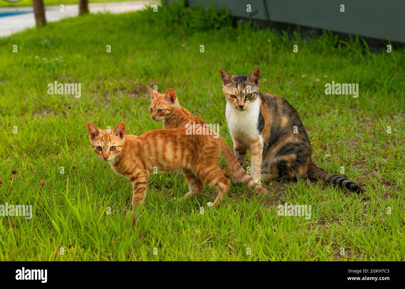 Wilde streunende Katzenfamilie im Park Stockfoto