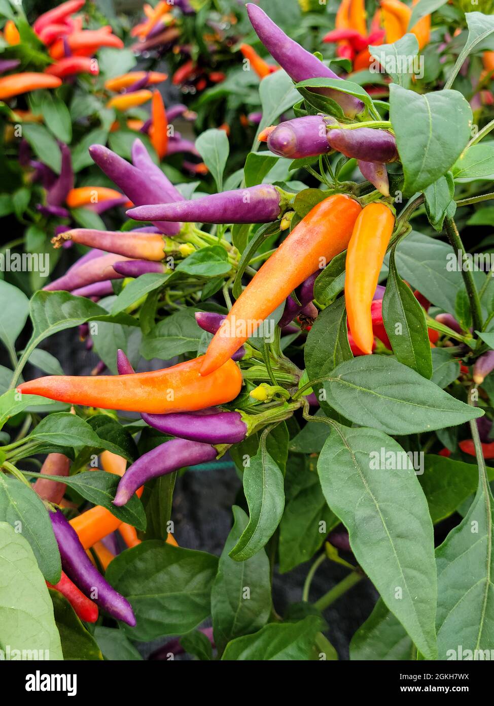 Nahaufnahme von orangefarbenen und violetten Paprika auf ornamentaler Pfefferpflanze in einem Gewächshaus Stockfoto
