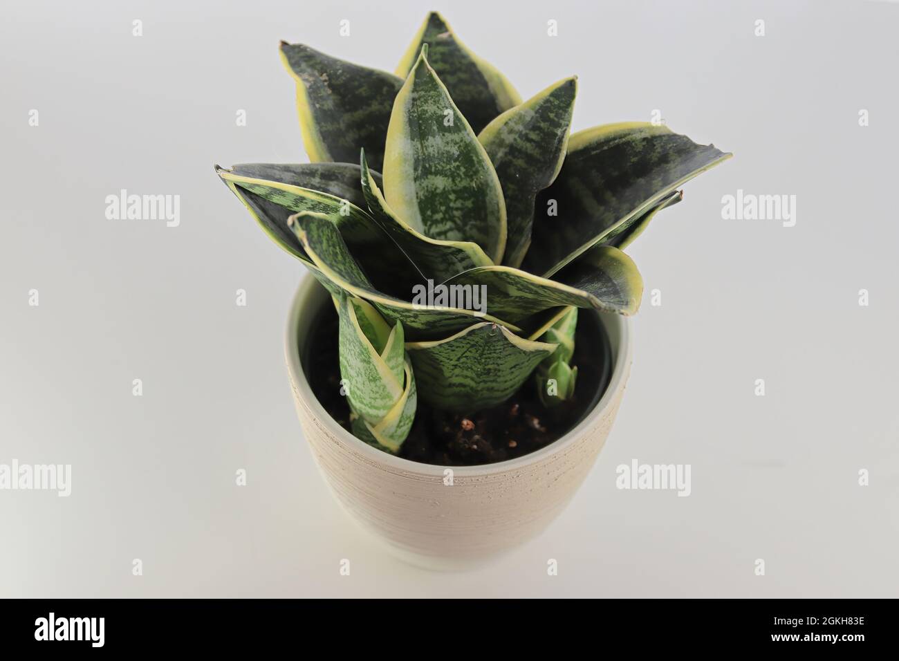 Seitenansicht von Schlangenpflanzen auf weißem Hintergrund Stockfoto