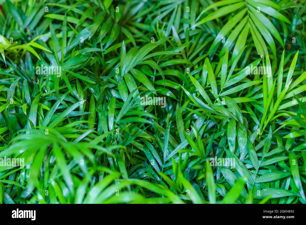 Nahaufnahme der Bltter einer Bambuspalme (chamaedorea seifrizii) von  Zimmerpflanzen, grne Bltter von Innenpalmen. Natrliche grne Bltter  Hintergrund Stockfotografie - Alamy