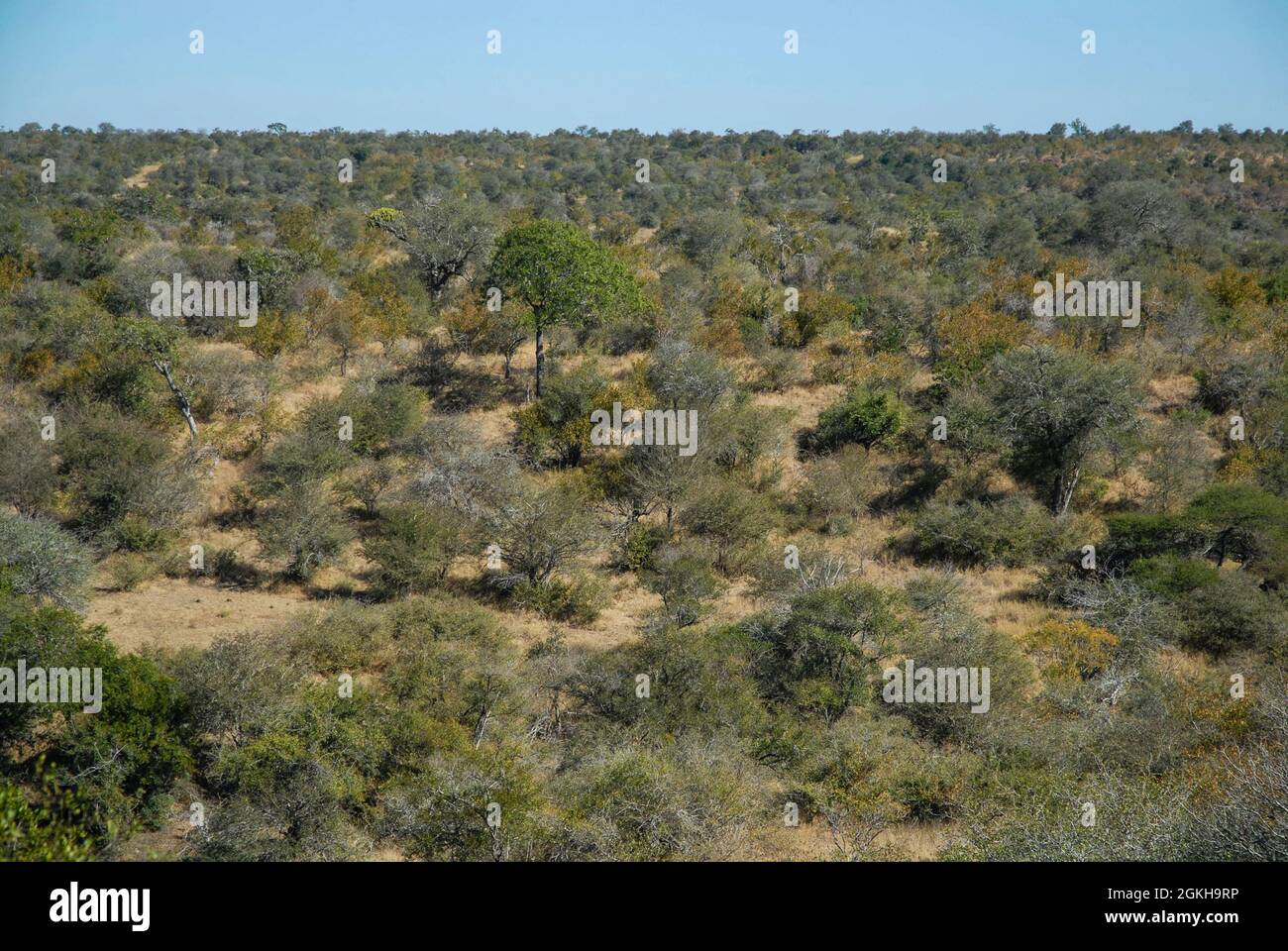 Afrikanische Savanne Umwelt, Kruger Nationalpark, Südafrika. Stockfoto