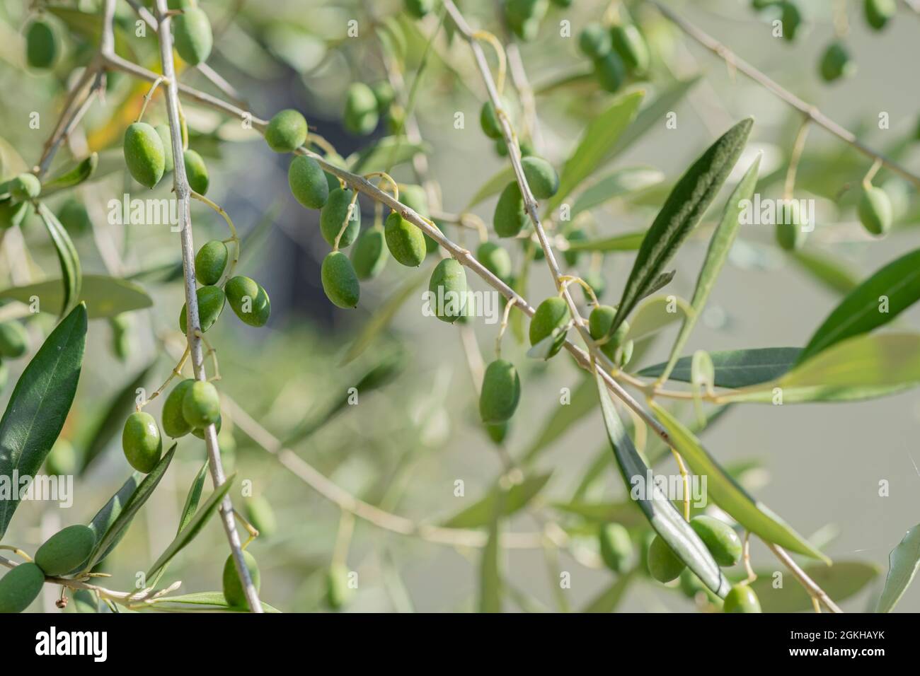 Italienische Olivenbäume verzweigen sich aus nächster Nähe, Produktion von nativem Olivenöl extra, Rohkost bio grüne Oliven Stockfoto
