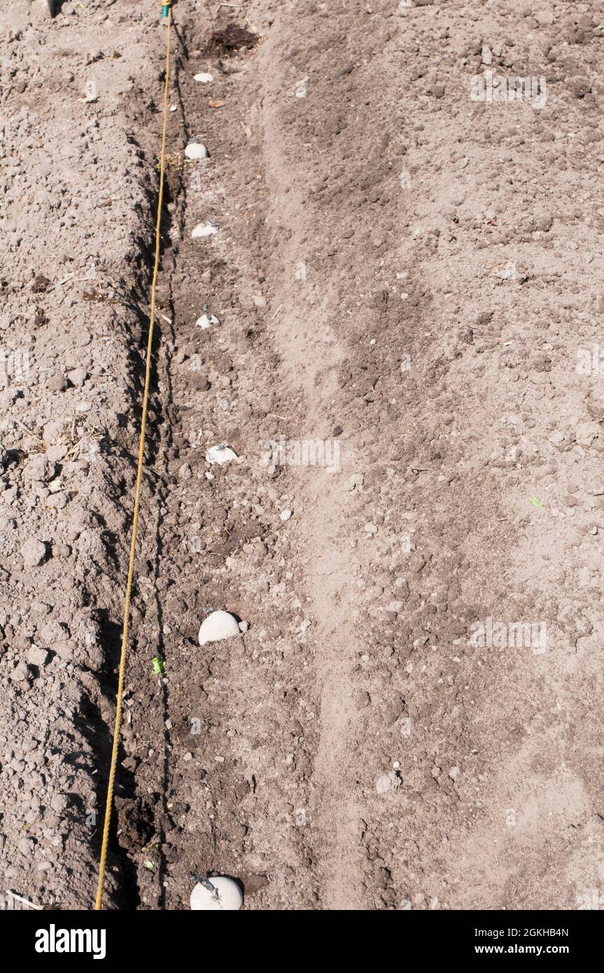 Saatkartoffeln, die in einem Graben mit einer Mischung aus Dung und Fischblut und Knochen unter ihnen gepflanzt wurden und im Frühjahr mit Erde bedeckt werden können Stockfoto
