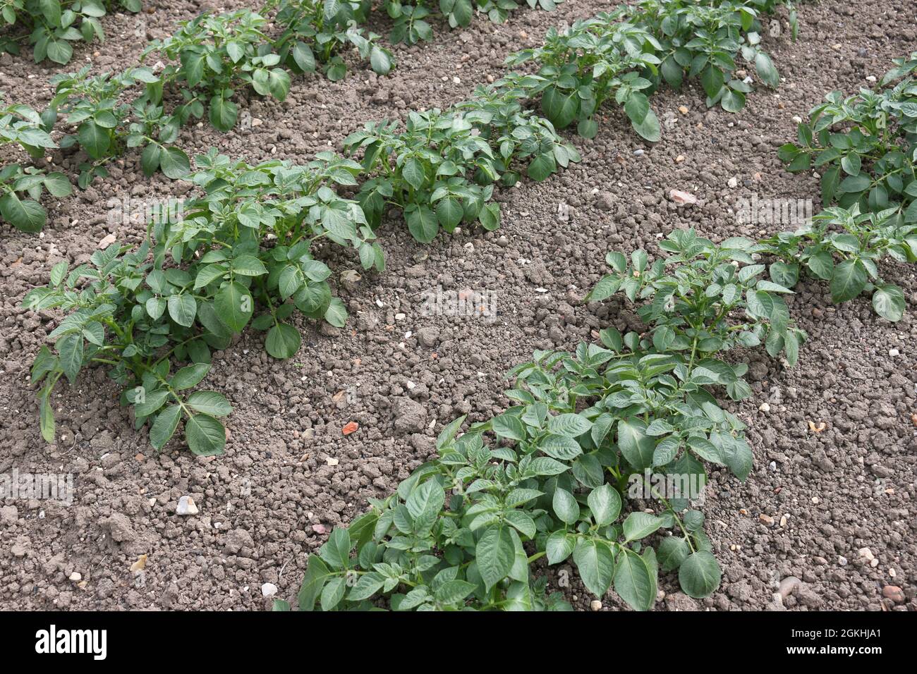 Reihen von Kartoffeln, Solanum tuberosum unbekannter Sorte, wächst in einem Gemüsegarten mit einem gut kultivierten, unkrautfreien Boden als Hintergrund. Stockfoto