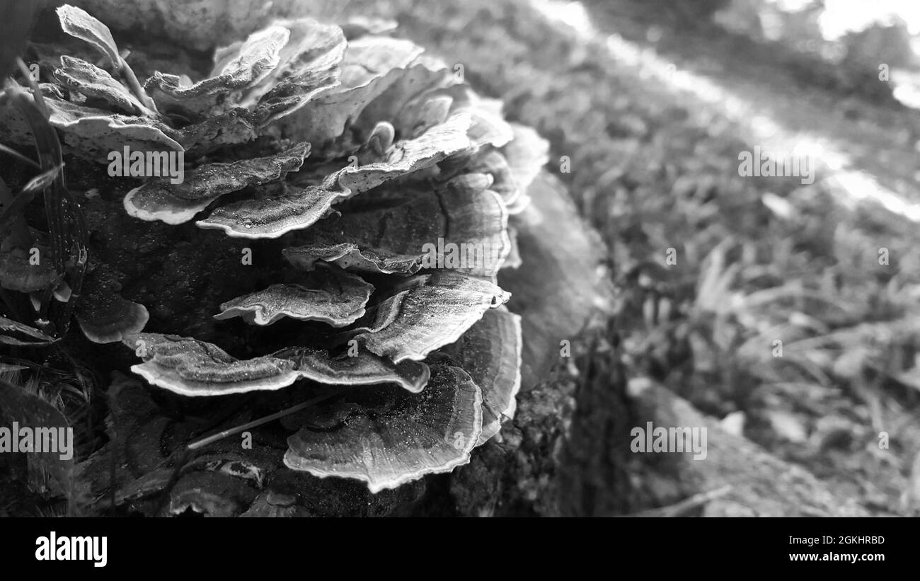 Pilze auf einem Stumpf. Stockfoto