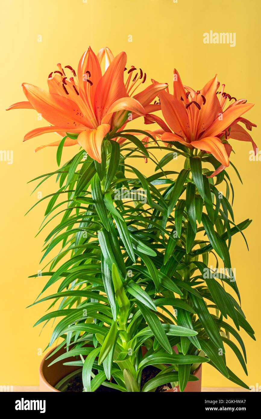 Topf mit schönen orangefarbenen asiatischen Lilien mit gelbem Hintergrund und grünen Zweigen Stockfoto