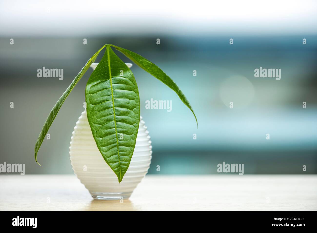 Kleine weiße Vase mit grünen pachira aquatica Blättern und Hintergrund mit viel Bokeh Stockfoto