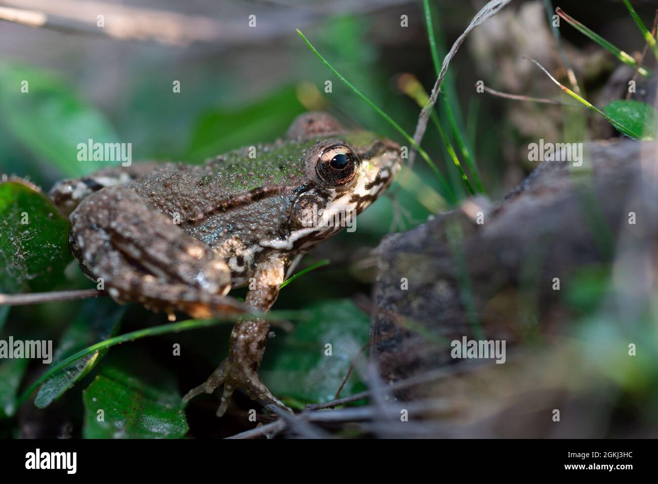 Getarnter grüner Frosch bei einem Spaziergang auf dem Waldboden neben dem Teich Stockfoto