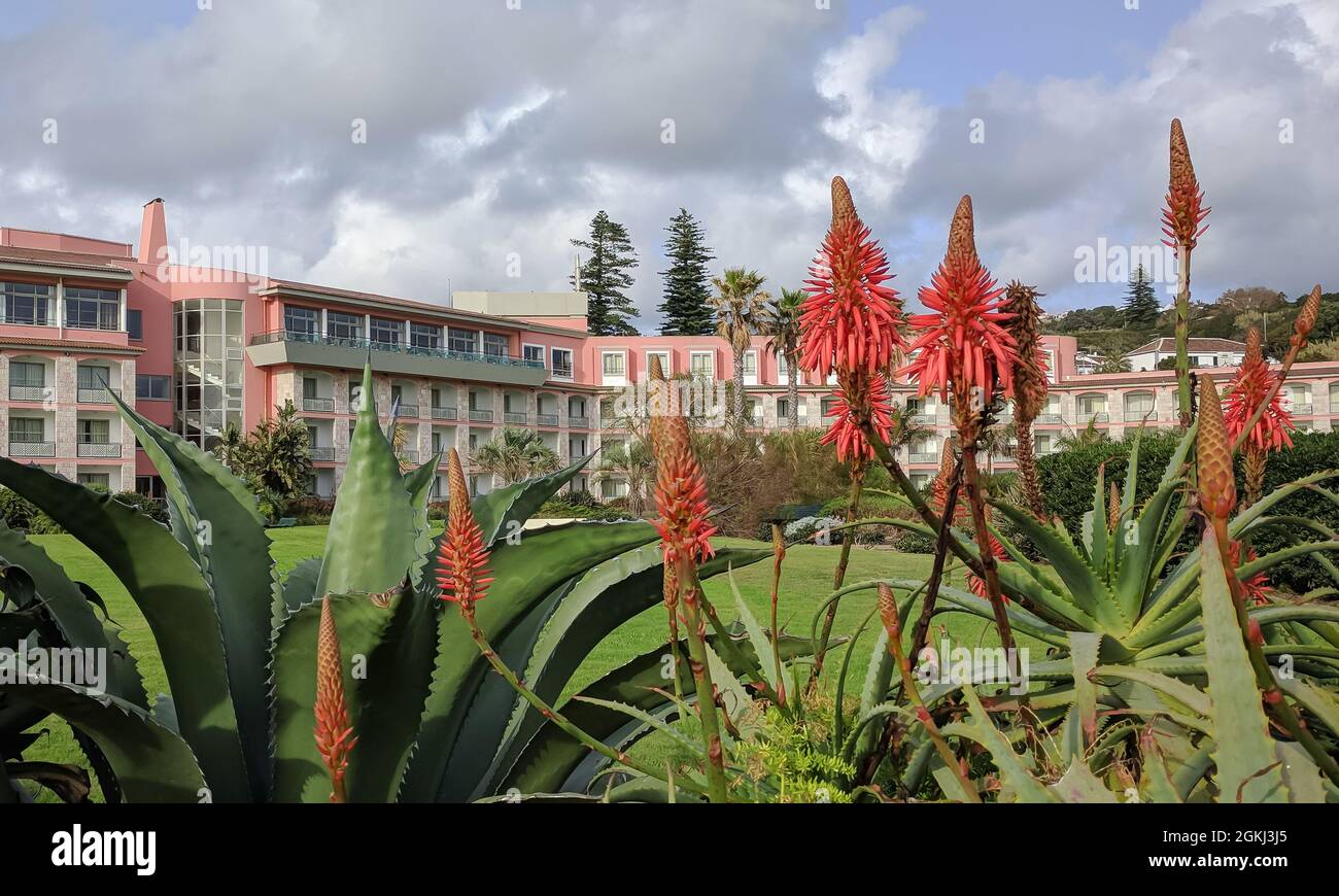 Landschaft mit orangefarbenen Aloe-Blumen mit der Rückseite des Terceira Mar Hotels in Angra do Heroismo, Azoren. Stockfoto