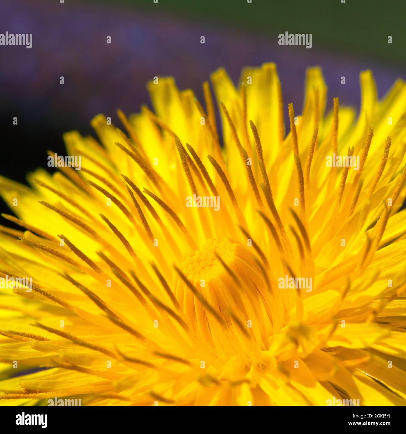 Makroaufnahme des Kopfs der Dandelionblüte, leuchtend gelb und auf das Sonnenlicht zeigend, mit deutlichen Staubgefäßen und Pollen. Stockfoto