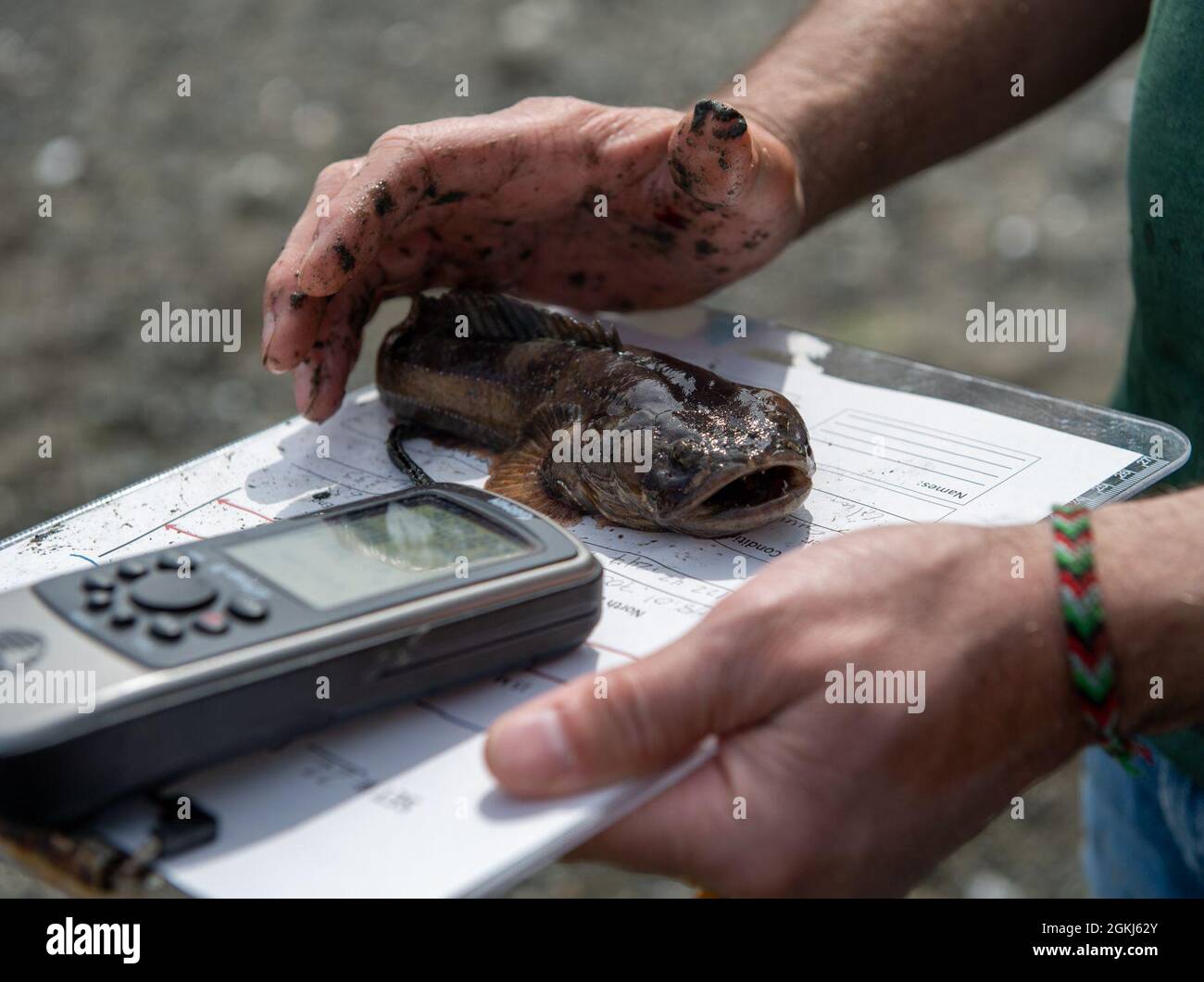 Jake Gregg, Fischbiologe bei der United States Geological Survey Marrowstone Marine Field Station, hält einen Fisch während eines Strandsegelens im Naval Magazine Indian Island in Port Hadlock, Washington, 29. April 2021. Diese Organismen wurden mit einem Fangnetz gefangen, über ein kleines Boot eingesetzt und vom Personal ans Ufer gezogen. Stockfoto