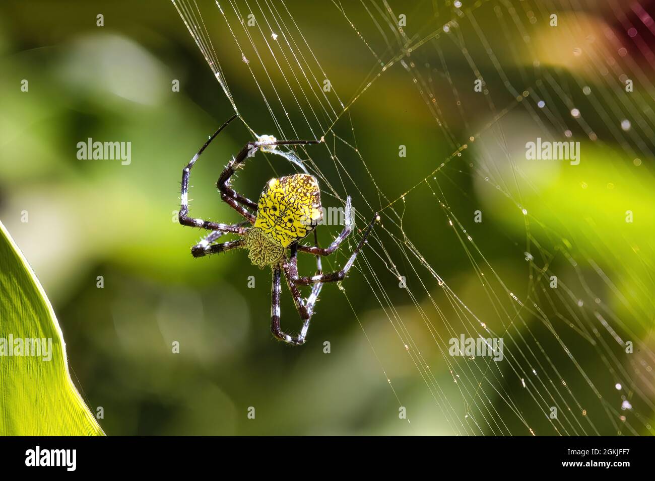 Große gelbe Gartenspinne, die in ihrem Netz auf Beute wartet. Stockfoto
