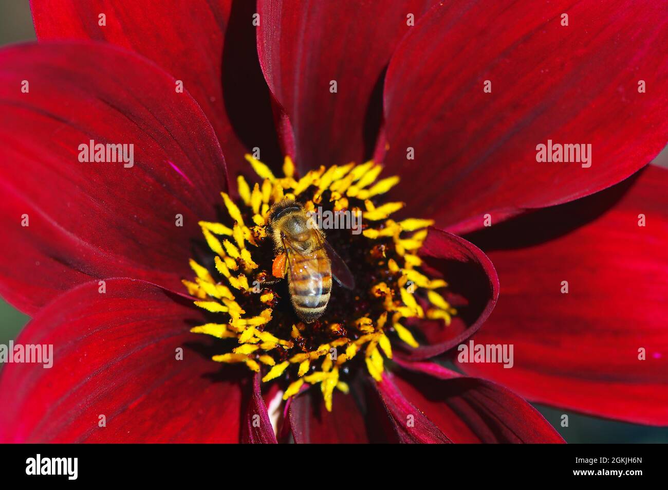 Eine westliche Honigbiene (APIs mellifera) im Zentrum einer roten Dahlia (Merlot Madness) Blüte. Stockfoto