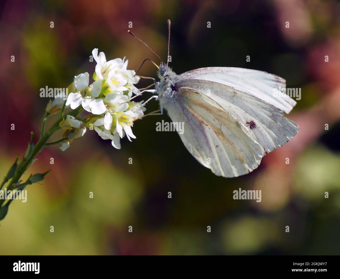 Nahaufnahme eines weißen Kohlschmetterlings, der Nektar aus der weißen Blume auf einer heiseren Alysum-Pflanze mit verschwommenem Hintergrund sammelt. Stockfoto