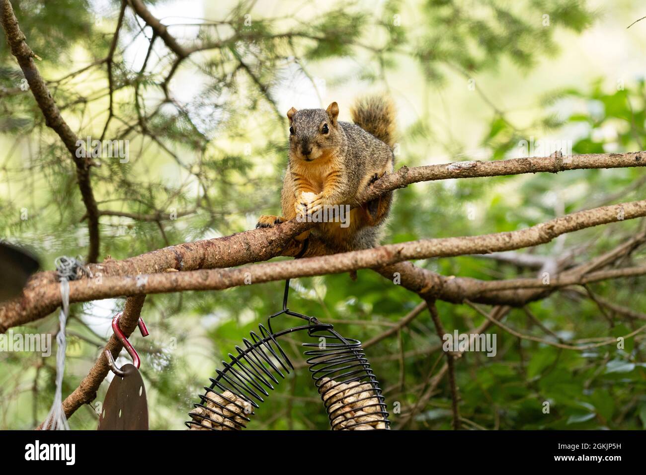 Ein Eichhörnchen barscht in einem Baum und frisst Erdnüsse aus einem Futterhäuschen in Indianapolis, Indiana, USA. Stockfoto