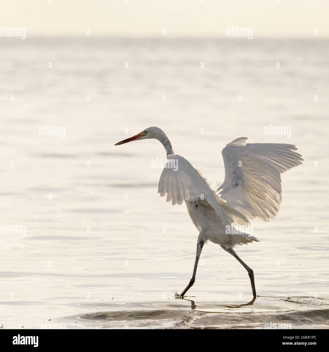 Ein White Morph Rotreiher tritt bei der Jagd nach Fischen auf. Stockfoto