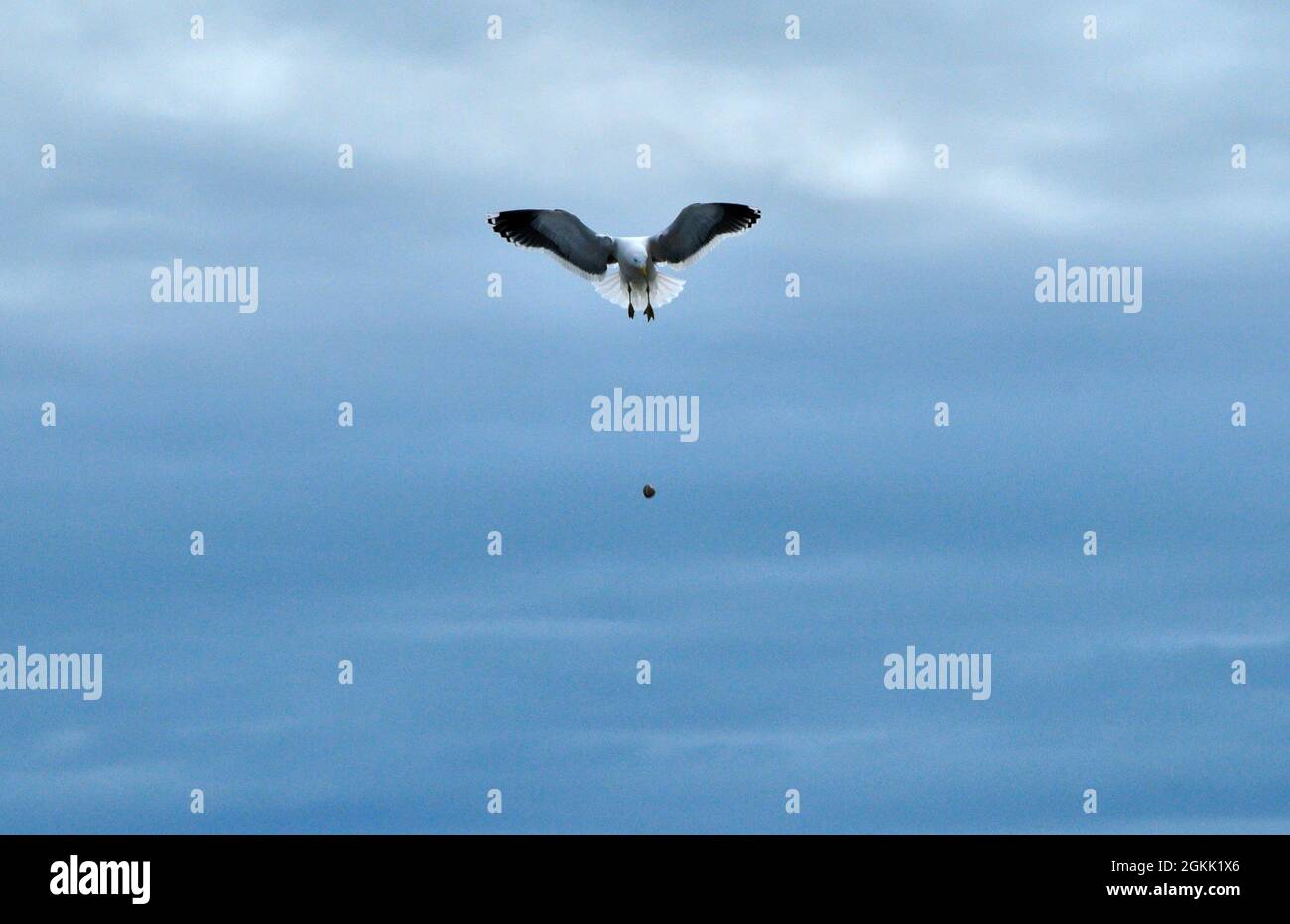 Eine schwarze Möwe hält mitten in der Luft an, um einen Schalentier auf den Strand zu werfen und hoffentlich aufzubrechen Stockfoto