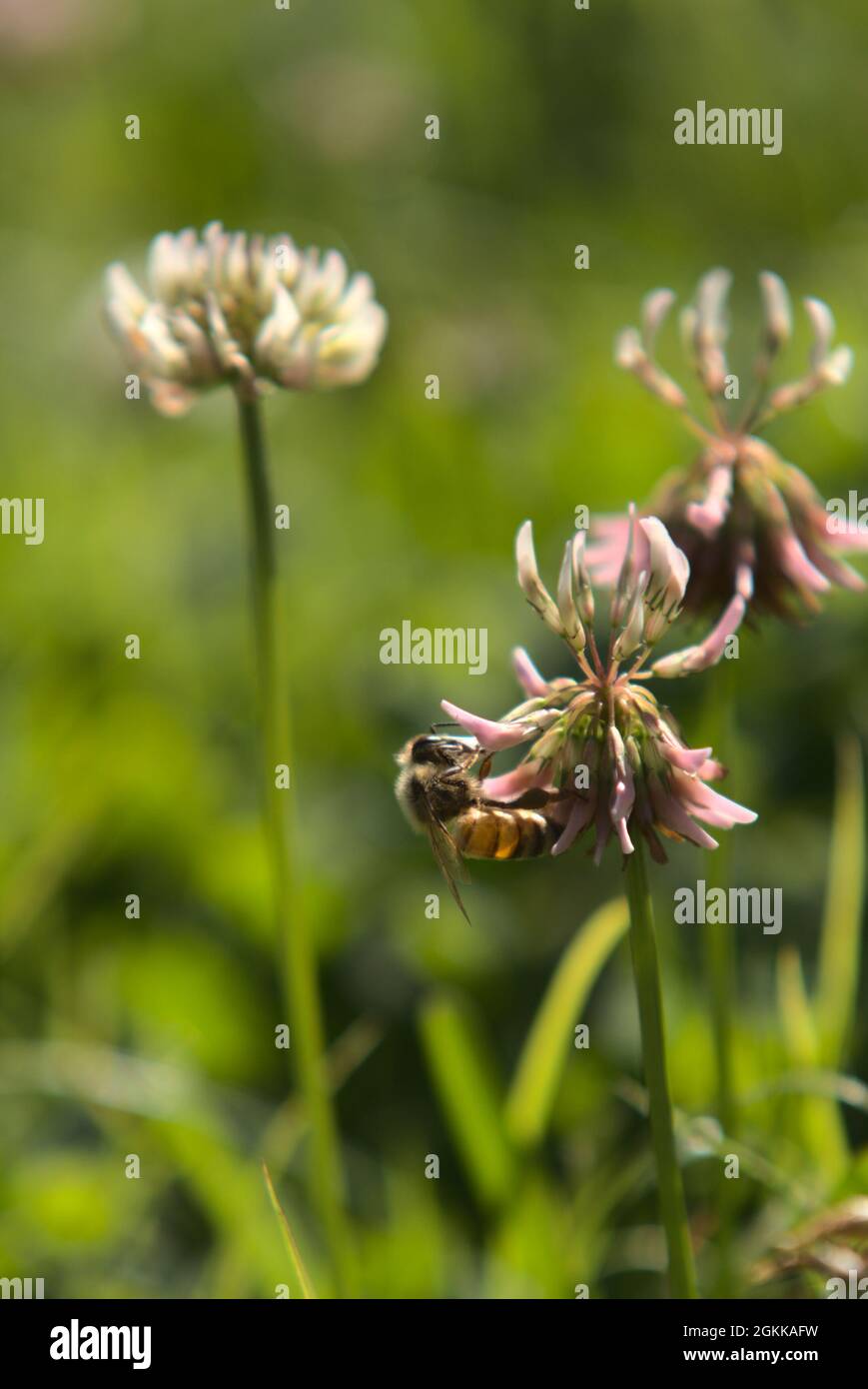 Honigbienen auf Kleeblüten Stockfoto