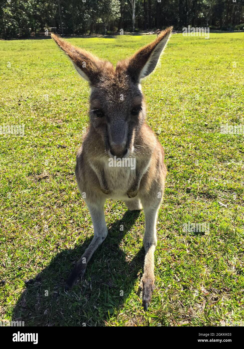 Nahaufnahme eines Kängurus in Morrisset Stockfoto