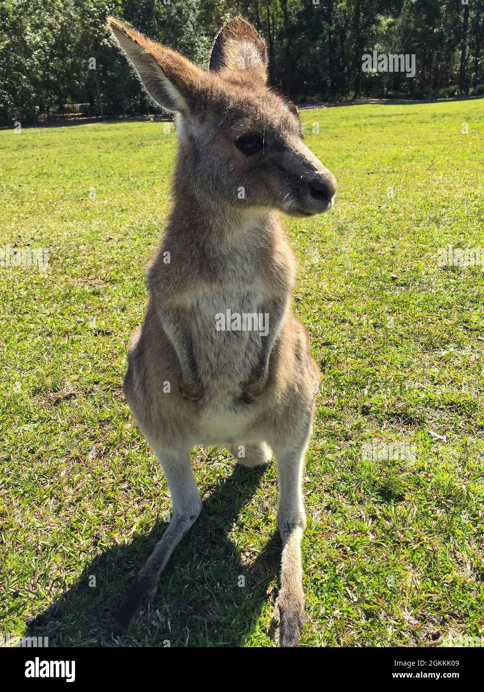 Nahaufnahme eines Kängurus in Morrisset Stockfoto