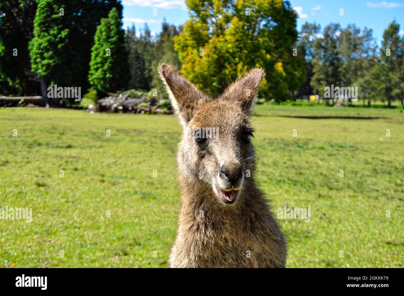 Nahaufnahme eines Kängurus in Morrisset Stockfoto