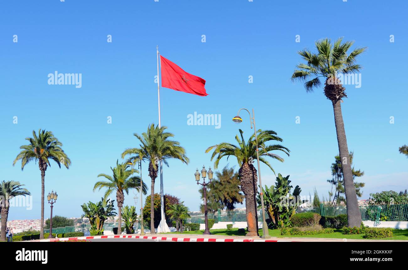 Die marokkanische Flagge zwischen Palmen in einem Garten in Rabat, Marokko. Stockfoto