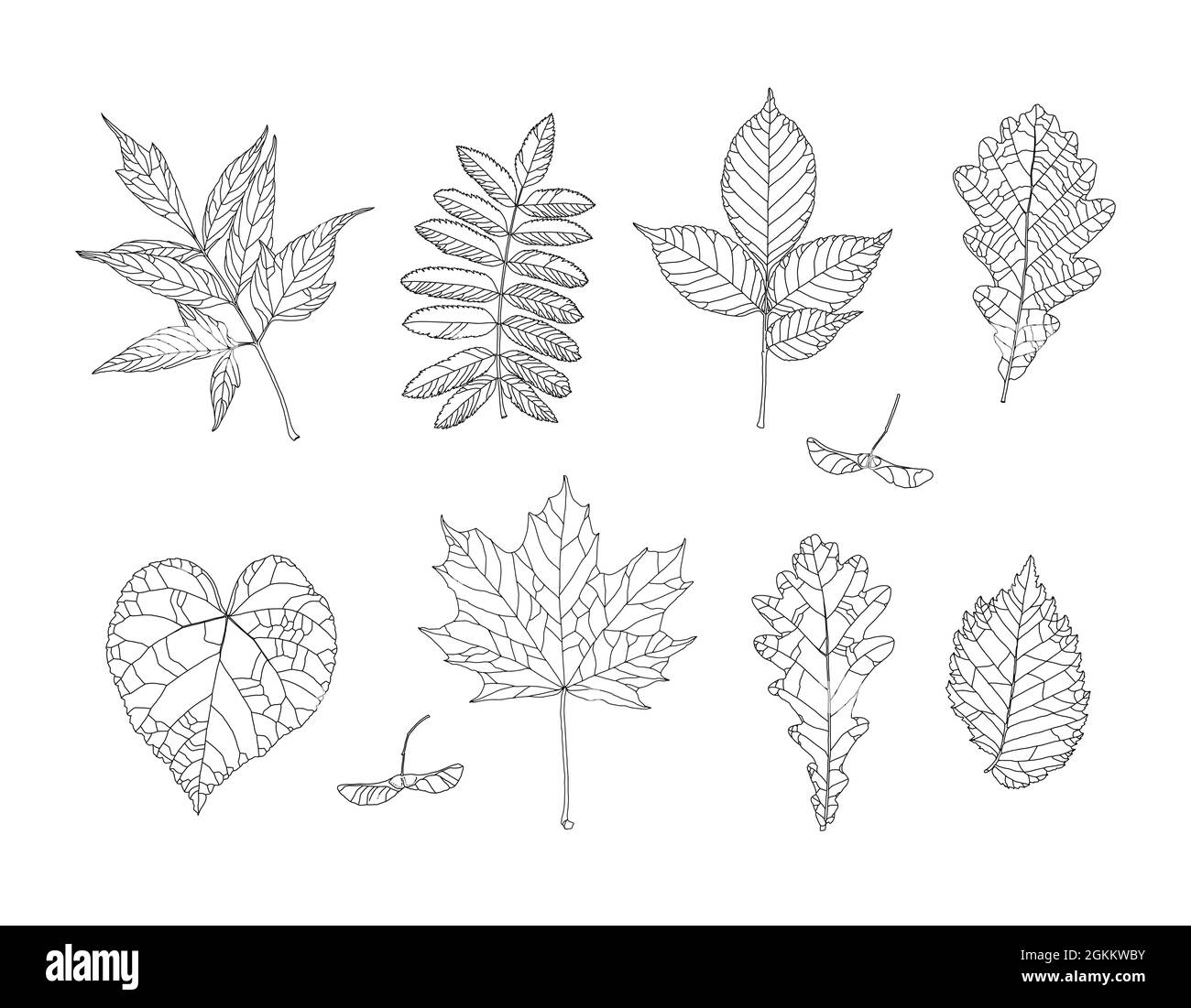 Herbstzeichnung Blätter gesetzt. Isolierte Objekte. Handgezeichnete Illustrationen - Ahorn, Ahornsamen, Aschenholz, Eberesche, Esche, Eiche, Linde, Ulme. Einrichtung im Herbst je nach Saison. Elemente für Design im Linienkunststil. Stock Vektor