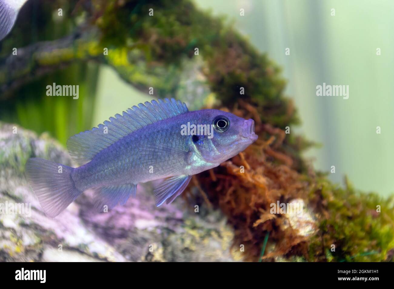 Ein Blue Malawai Cichlid Juvenile in einem Heim-Aquarium Stockfoto