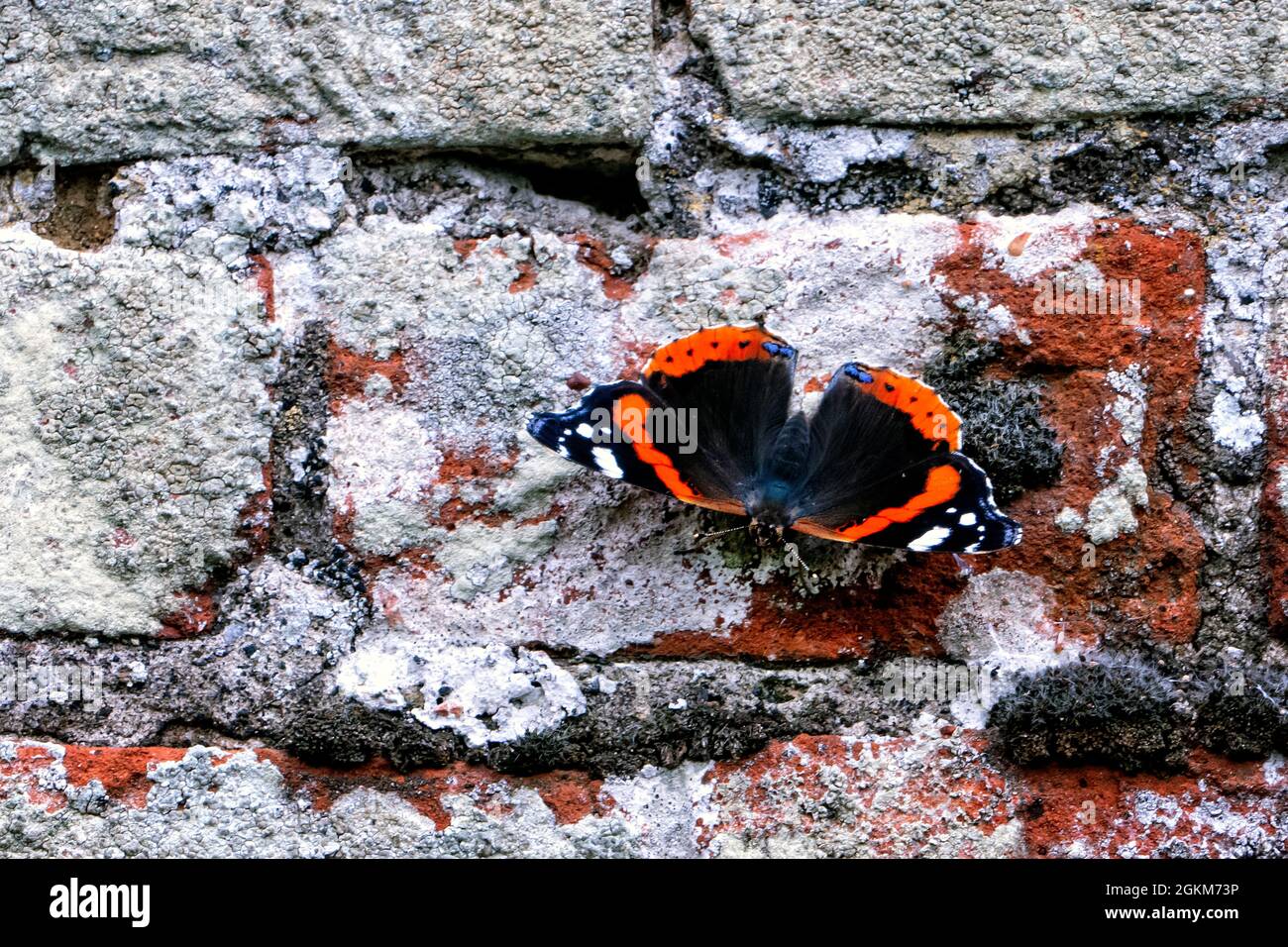 Roter Admiral-Schmetterling in einem ummauerten Garten Stockfoto