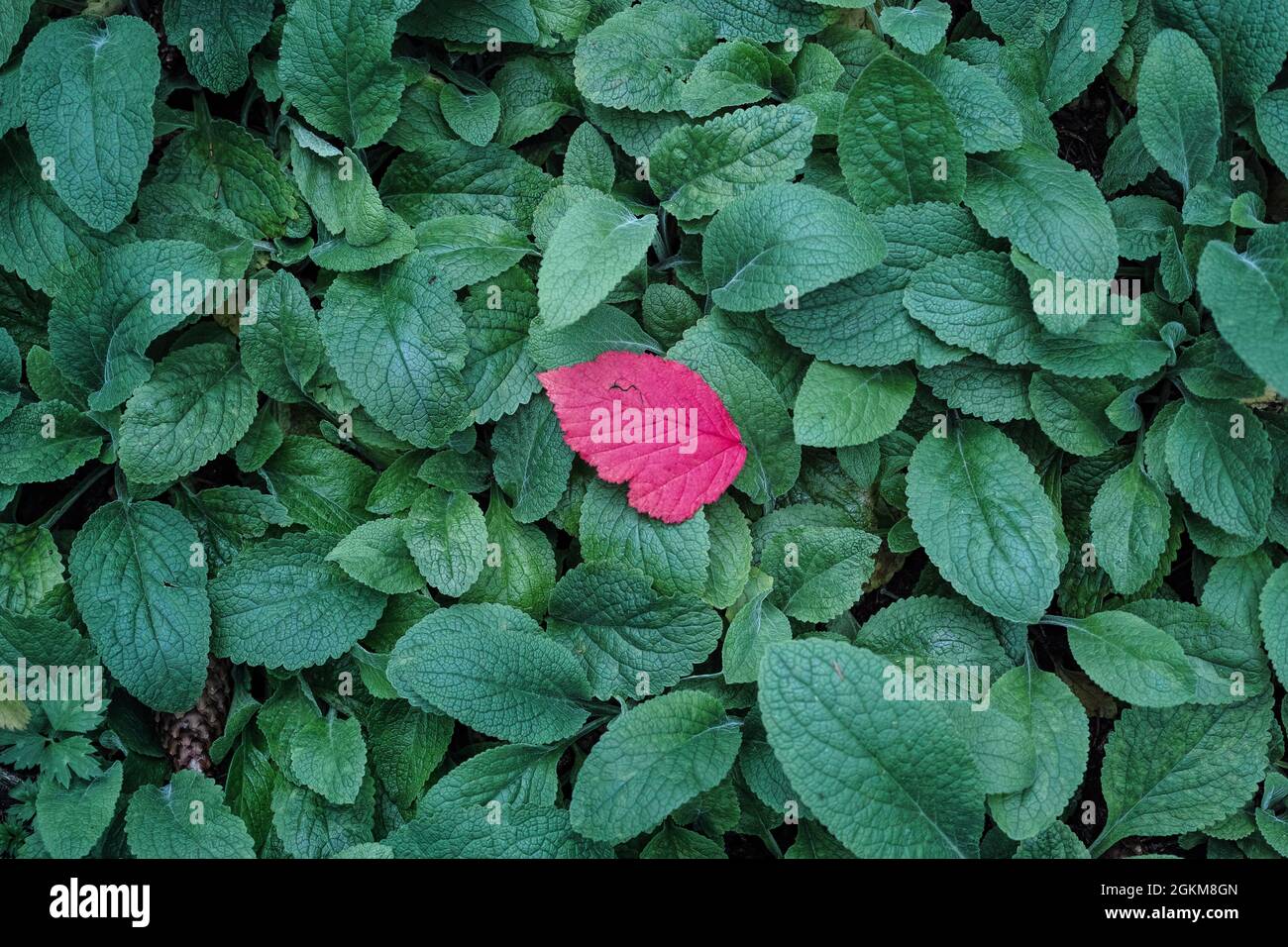 rote und grüne Blätter Stockfoto