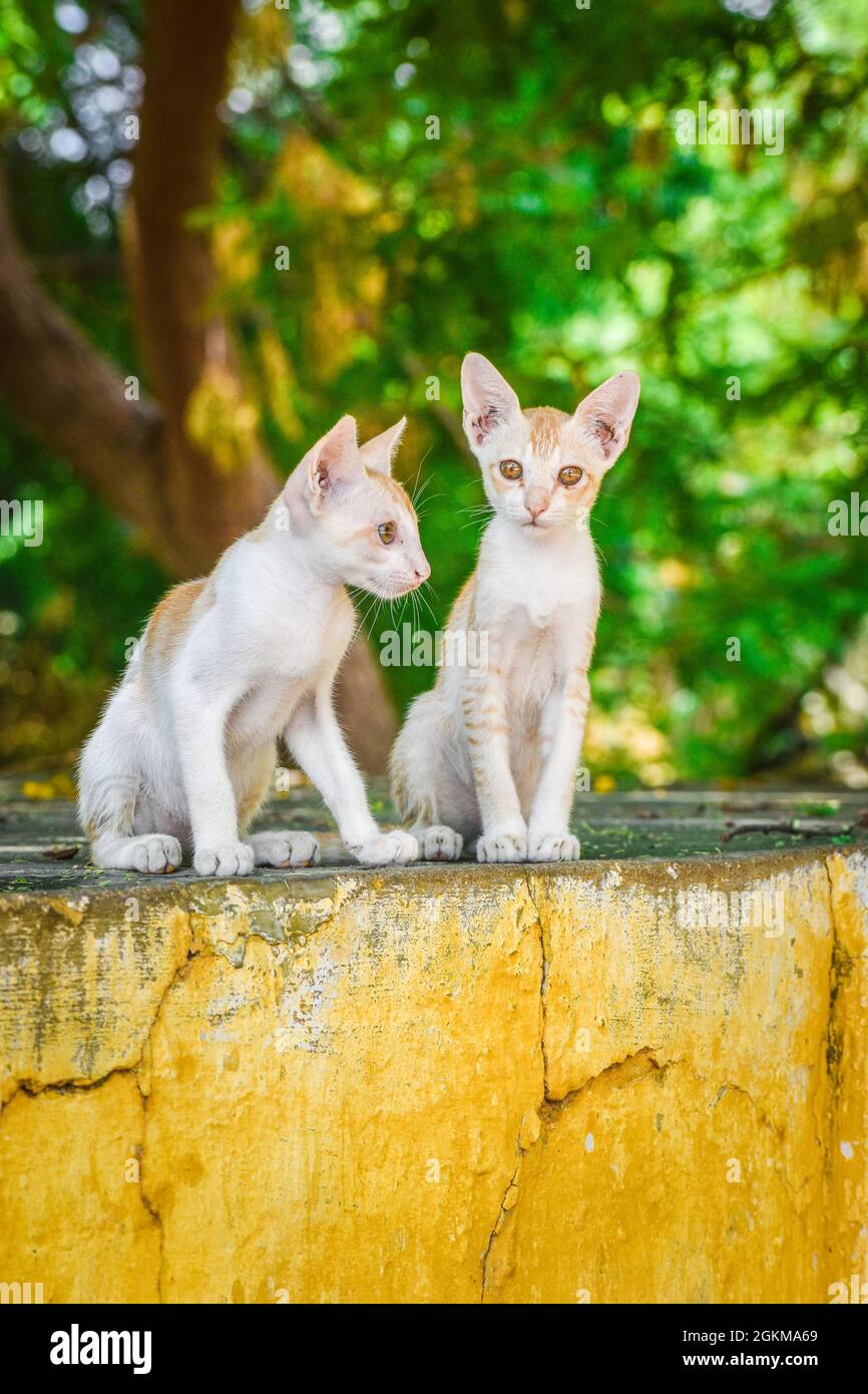Zwei Katzen an der Wand mit grünem Hintergrund Stockfoto