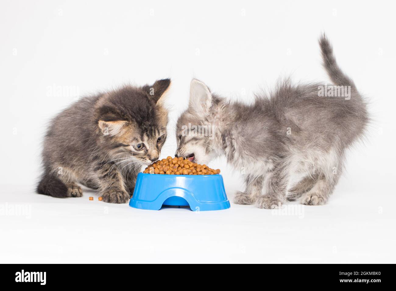 Zwei kleine graue Kätzchen essen Trockenfutter auf weißem Hintergrund. Futter für Katzen, Shop für Haustiere. Stockfoto
