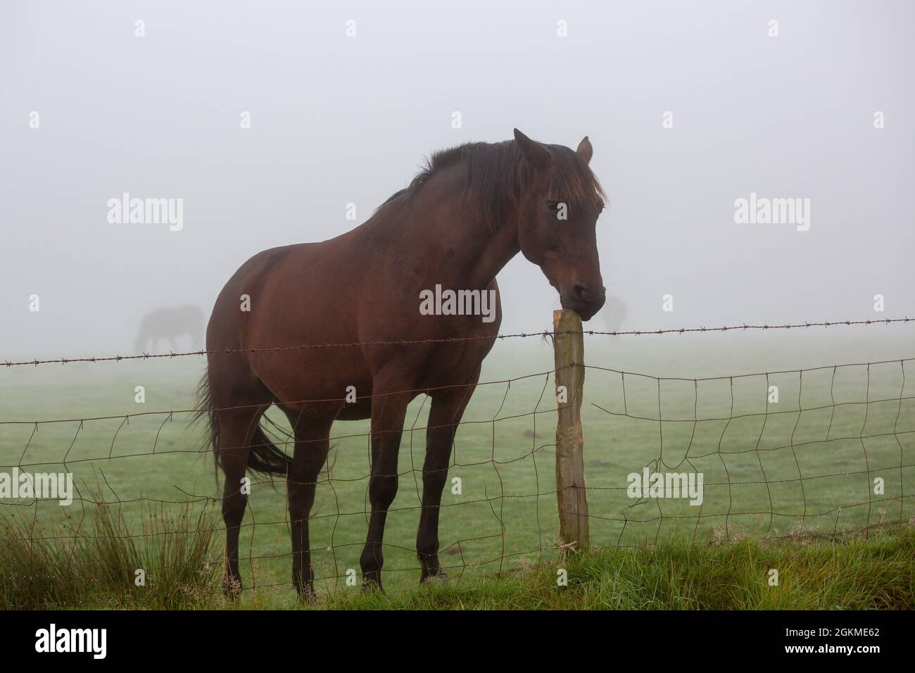 Tynygraig, Ceredigion, Wales, Großbritannien. 15. September 2021 UK Wetter: Pferde im dichten Nebel heute Morgen in Tynygraig in Mittelwales. © Ian Jones/Alamy Live News Stockfoto