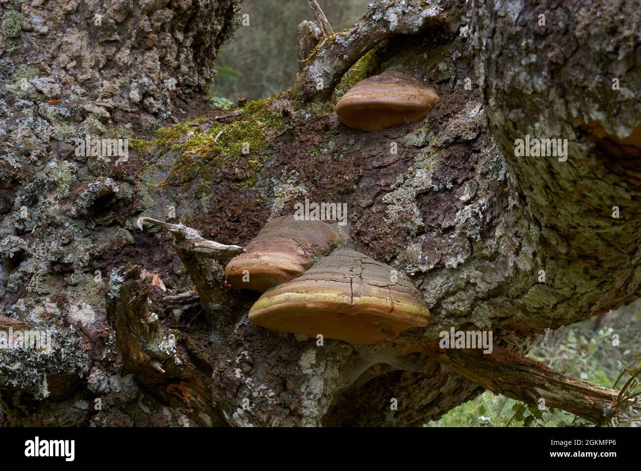Pilze, die am Fuße eines alten Stammes im Alcarnocales-Wald in Cariz wachsen. Andalusien, Spanien. Stockfoto