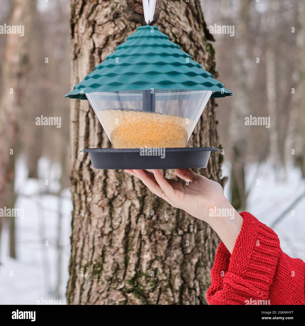 Ein Hirsefütterungssystem für Vögel in einem Winterwald auf einem schneebedeckten Baum und einer Frauenhand Stockfoto