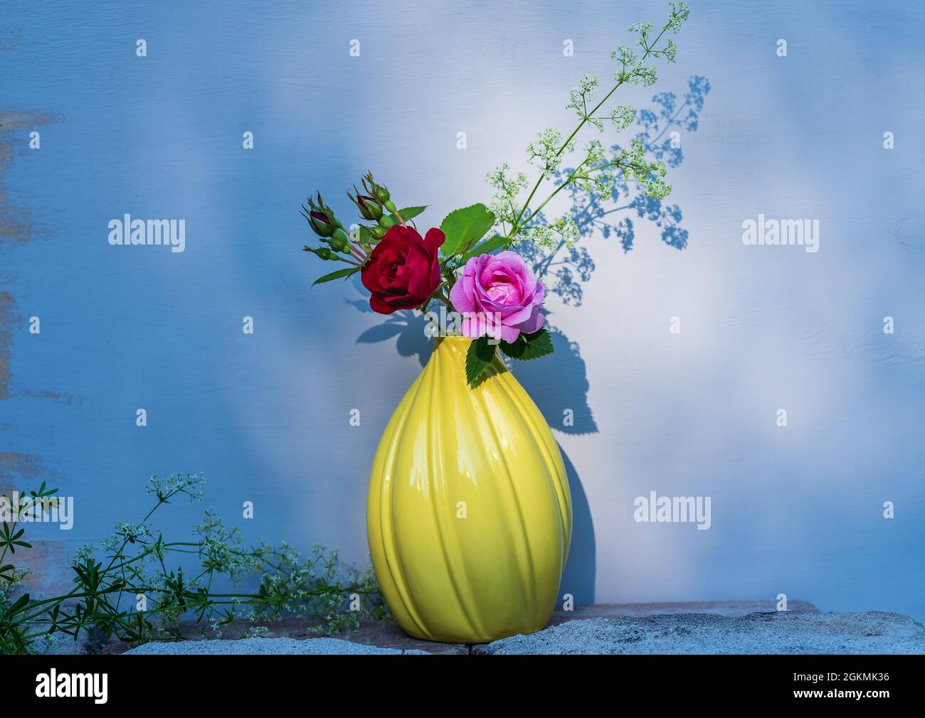 Rote und rosafarbene Rose aus einem Garten mit einer dekorativen gelben Vase. Stockfoto