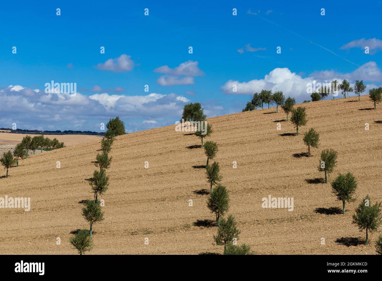 Olivenhaine in der Nähe von Zafarraya, Provinz Granada, Andalusien, Spanien Stockfoto