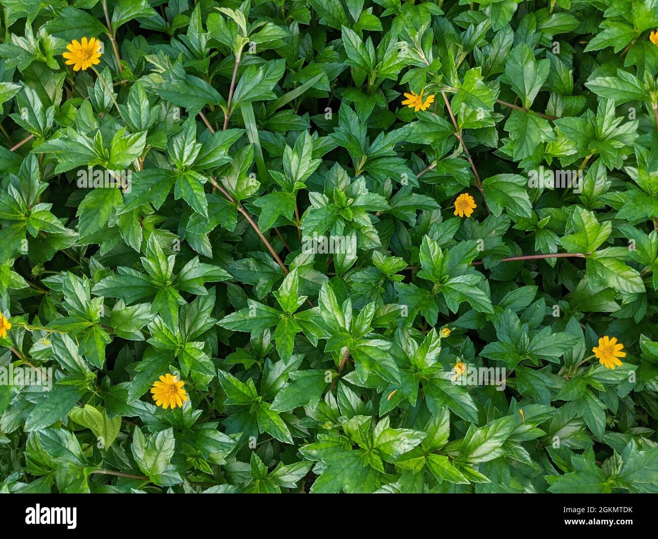 Bush of Sphagneticola trilobata, auch bekannt als Bay Biscayne Creeping-oxeye, Singapur Daisy. Stockfoto