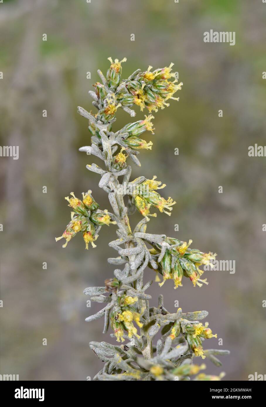 Meer Wermut - Artemisia maritima Stockfoto